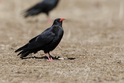 Red-billed Cough - Pyrrhocorax pyrrhocorax