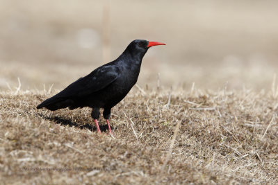 Red-billed Cough - Pyrrhocorax pyrrhocorax