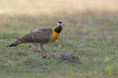 Campo flicker - Colaptes campestris