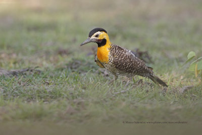 Campo flicker - Colaptes campestris