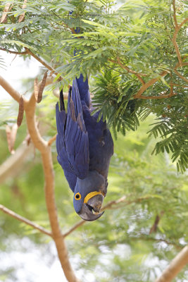 Hyacinth macaw - Anadorhyncus hyacinthinus