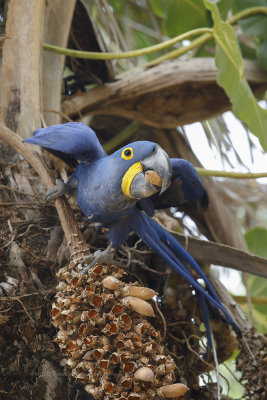 Hyacinth macaw - Anadorhyncus hyacinthinus