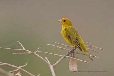 Saffron finch - Sicalis flaveola