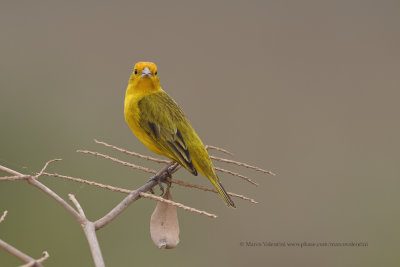 Saffron finch - Sicalis flaveola