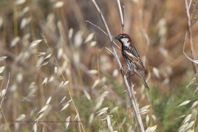 Spanish Sparrow - Passer hispaniolensis