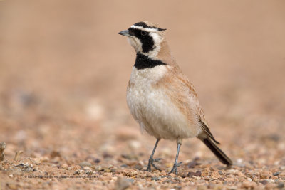 Temmincks Lark - Eremophila bilopha