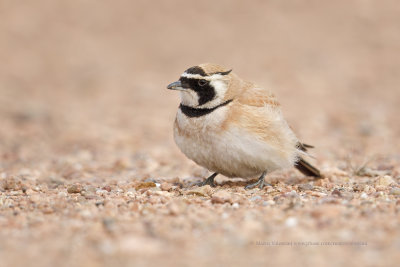 Temminck's Lark - Eremophila bilopha