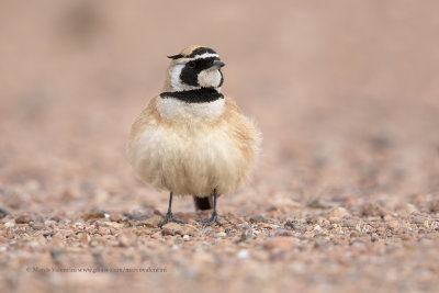 Temmincks Lark - Eremophila bilopha