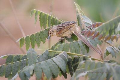 Chotoy Spinetail - Schoeniophylax phryganophilus