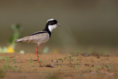 Pied plover - Vanellus cayanus