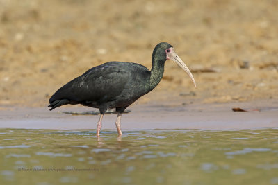 Bare-faced Ibis - Phisomus infuscatus