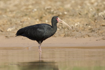 Bare-faced Ibis - Phisomus infuscatus