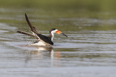 Black skimmer - Rhyncops niger