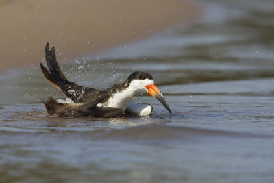 Black skimmer - Rhyncops niger