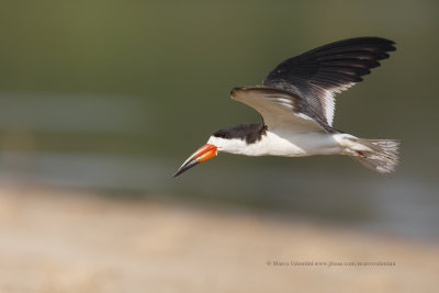 Black skimmer - Rhyncops niger