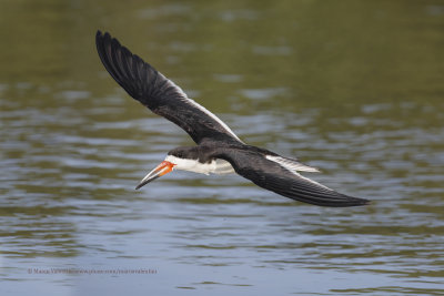 Black skimmer - Rhyncops niger