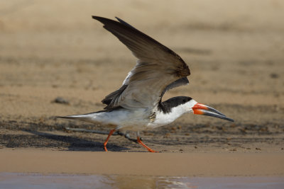 Black skimmer - Rhyncops niger