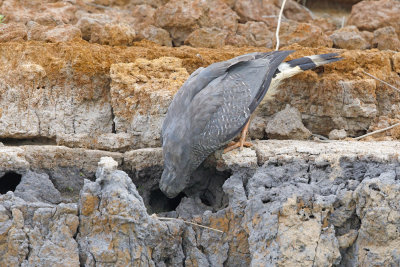 Crane Hawk - Geranospiza coerulescens