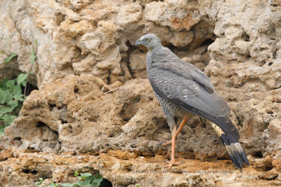 Crane Hawk - Geranospiza coerulescens