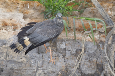 Crane Hawk - Geranospiza coerulescens