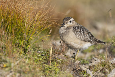 Eurasian dotterel - Charadrius morinellus