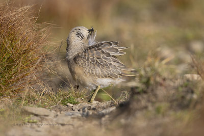 Eurasian dotterel - Charadrius morinellus