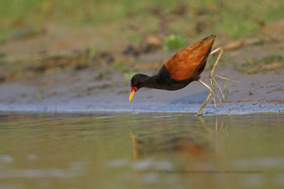 Wattled Jacana - Jacana jacana