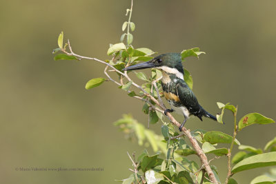 Green Kingfisher - Chloroceryle americana