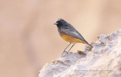 Black redstart - Phoenicurus ochruros