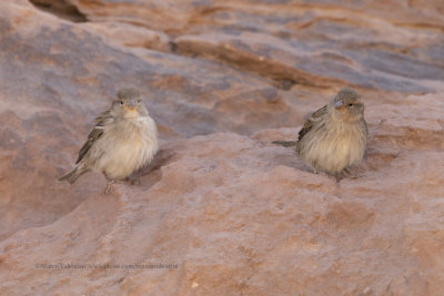 Spanish Sparrow - Passer hispaniolensis