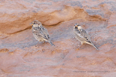 Spanish Sparrow - Passer hispaniolensis