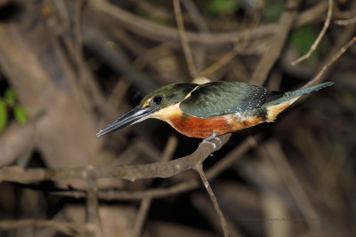 Green-and-rufous Kingfisher - Chloroceryle inda