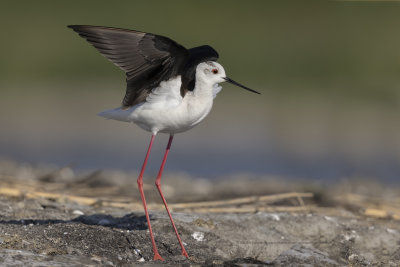 Black-winged stilt - Himantopus himantopus