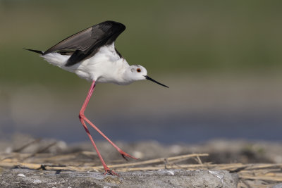 Black-winged stilt - Himantopus himantopus