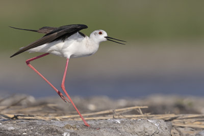 Black-winged stilt - Himantopus himantopus