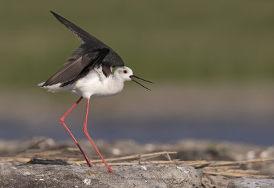 Black-winged stilt - Himantopus himantopus