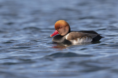 Red-crested Pochard - Netta rufina