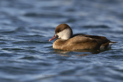 Red-crested Pochard - Netta rufina