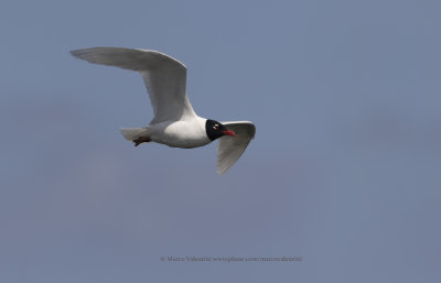 Mediterranean gull - Larus melanocephalus