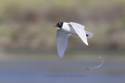 Mediterranean gull - Larus melanocephalus