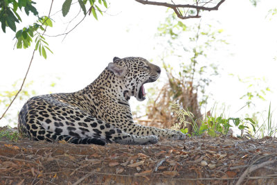 Jaguar - Panthera onca