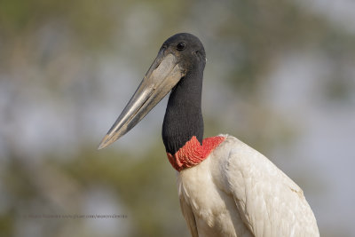 Jabir - Jabiru mycteria