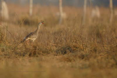 Red-legged Seriema - Cariama cristata