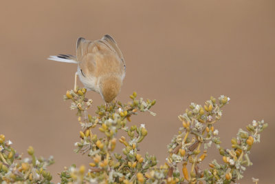 African Desert Warbler - Sylvia deserti