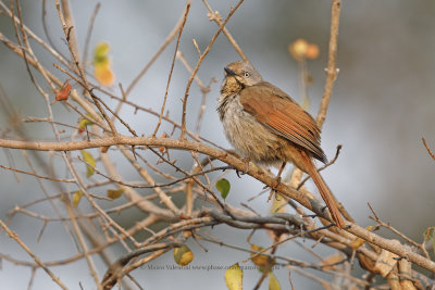 Collared Palm-thrush - Cichladusa_arquata