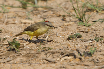 Cattle tyrant - Machetornis rixosa