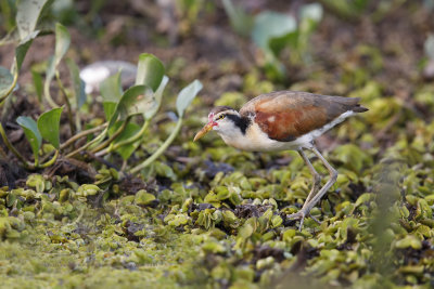 Wattled Jacana - Jacana jacana