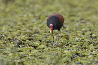 Wattled Jacana - Jacana jacana