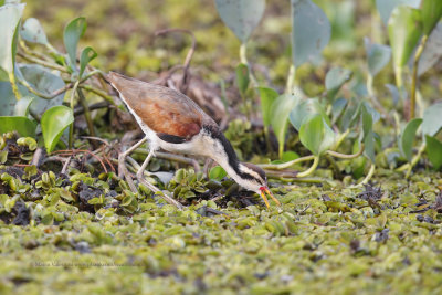 Wattled Jacana - Jacana jacana