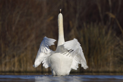 Mute swan - Cygnus olor